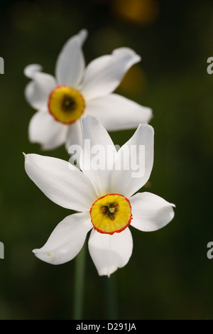 L'oeil du poète ou faisans Narcisse (Narcissus poeticus) fleur. Porté-Puymorens, Pyrénées-Orientales, France.Juin. Banque D'Images