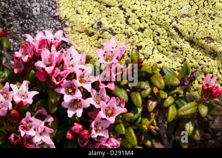 Azalée (Loiseleuria procumbens) floraison, au cours d'une rampante couverte de lichen boulder. Pyrénées. Port d'Envalira, Andorre. Banque D'Images