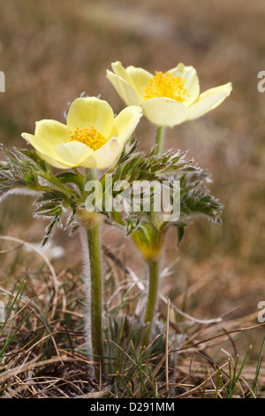 Alpine jaune anémone pulsatille (pulsatilla alpina apiifolia) floraison à 2400m dans les Pyrénées. Port d'Envalira, Andorre. Banque D'Images