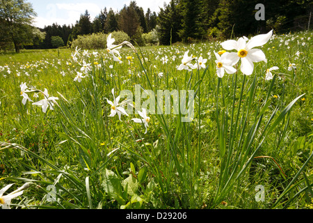 L'oeil du poète ou faisans Narcisse (Narcissus poeticus) floraison dans une forêt prairie, Aude, France. De juin. Banque D'Images