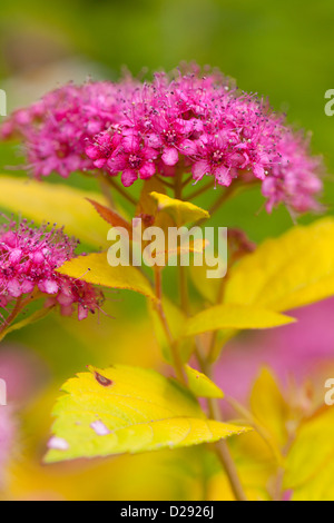 Japanese Spiraea japonica (Spiraea) 'Golden Princess' la floraison. Arbuste de jardin. Juillet. Banque D'Images