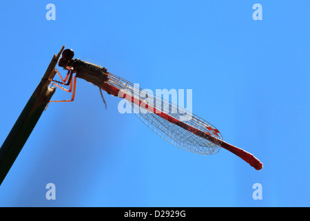 Petite Demoiselle rouge mâle (Ceriagrion tenellum). Ynys hir la réserve RSPB, Ceredigion, pays de Galles. Banque D'Images