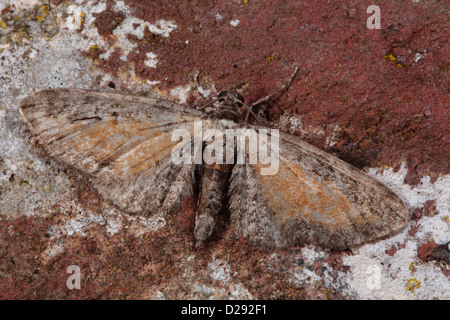 Le PUG moth mouchetée fauve (Eupithecia icterata) adulte reposant sur un mur de briques. Powys, Pays de Galles. En août. Banque D'Images
