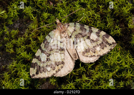 Juillet Highflyer (Hydriomena furcata) reposant sur l'espèce d'adultes. Powys, Pays de Galles. En août. Banque D'Images