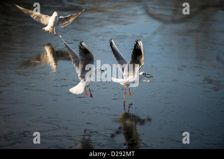 Billericay Essex, au Royaume-Uni. 17 janvier 2013. La nuit avec des températures de -7° C, le lac est gelé. Avec alerte alimentaire sur le lac, deux mouettes se chamaillent pour un morceau de pain rassis. Crédit : La Farandole Stock Photo / Alamy Live News Banque D'Images