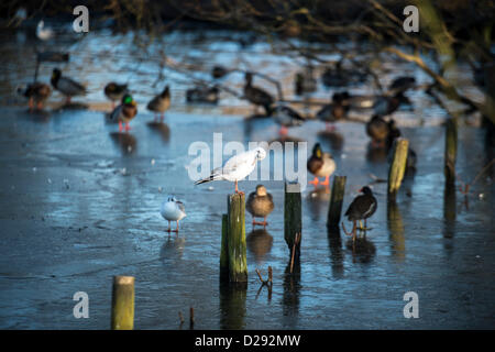 Une mouette se repose sur un poteau en plein soleil, au-dessus d'un lac gelé alors que d'autres oiseaux et les canards se tenir sur la glace dans l'arrière-plan. Banque D'Images