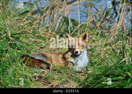 Le renard roux (Vulpes vulpes) reposant dans roselière près du front de mer, le long du lac en automne Banque D'Images