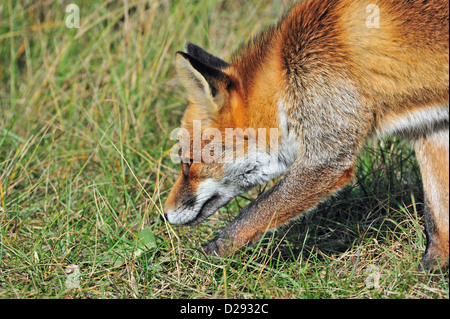 Close up of red fox (Vulpes vulpes) sentier chasse ses proies en suivant l'inhalation par voie avec son parfum au nez dans le pré Banque D'Images