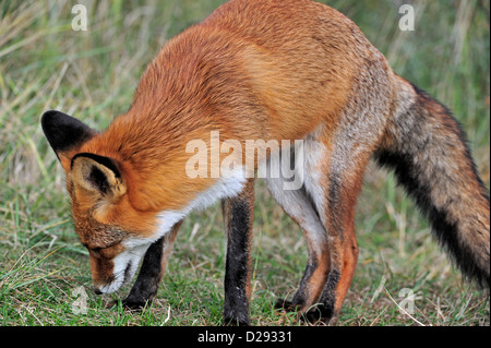 Close-up of red fox (Vulpes vulpes) à l'inhalation de l'odeur territoriale mark in meadow Banque D'Images