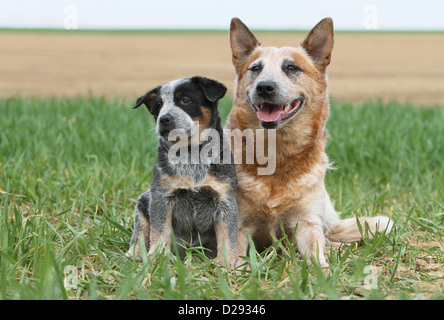 Australian Cattle dog Chien adulte et chiot (bleu et rouge) dans un pré Banque D'Images