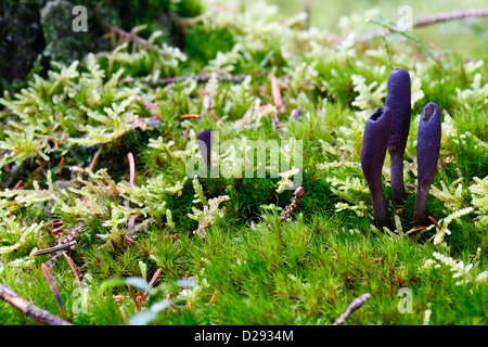 Les doigts de l'homme mort (Xylaria polymorpha) organes de fructification des champignons dans les bois. Powys, Pays de Galles. Octobre. Banque D'Images