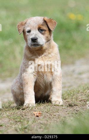 Australian Cattle Dog chien chiot (rouge) assis face Banque D'Images