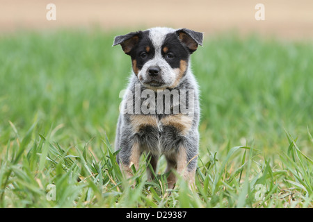 Australian Cattle Dog chien chiot (bleu) debout dans l'herbe Banque D'Images