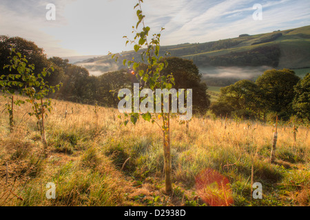 Les jeunes bouleaux (Betula) dans les arbres forestiers nouvellement plantés sur une colline ferme en Powys, Pays de Galles. Octobre. Banque D'Images