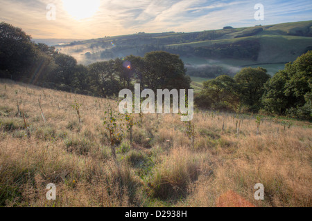 Les jeunes arbres nouvellement plantés en forêt sur une colline ferme en Powys, Pays de Galles. Octobre. Banque D'Images