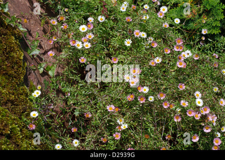 Fleabane Erigeron karvinskianus mexicain (floraison). Naturalisé sur un rocher. Powys, Pays de Galles. Octobre. Banque D'Images