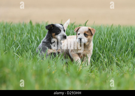 Australian Cattle Dog chien deux chiots (rouge et bleu) dans un pré Banque D'Images