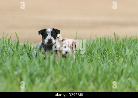 Australian Cattle Dog chien deux chiots (rouge et bleu) assis dans l'herbe Banque D'Images