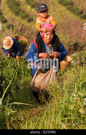 Les femmes de la tribu Akha, travaillant dans un champ de thé, à Mae Salong, Chiang Rai, Thaïlande. Une mère porte son enfant Banque D'Images