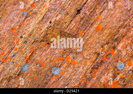 Lichen sur les roches, Fort Ross, Bellott Strait, du Nunavut, de l'Arctique canadien Banque D'Images