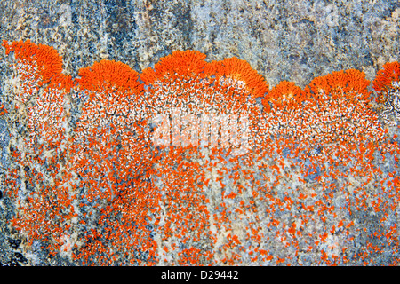 Lichen sur les roches, Fort Ross, Bellott Strait, du Nunavut, de l'Arctique canadien Banque D'Images