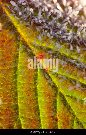 Givre sur une feuille d'automne de de ronce ou de Blackberry (Rubus fruticosus agg.) Powys, Pays de Galles. Novembre. Banque D'Images