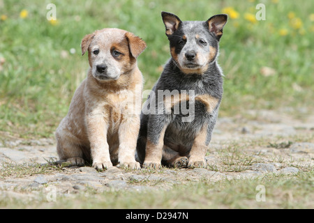 Australian Cattle Dog chien deux chiots (rouge et bleu) assis sur le sol Banque D'Images