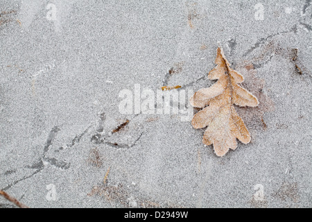 La glace sur un étang avec une feuille de chêne et empreintes de pas d'une Gallinule poule d'eau (Gallinula chloropus). Powys, Pays de Galles. Décembre. Banque D'Images