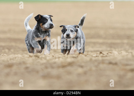 Australian Cattle Dog chien deux chiots (bleu) s'exécutant dans un champ Banque D'Images