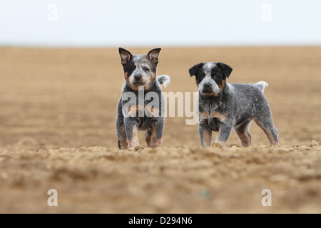 Australian Cattle Dog chien deux chiots (bleu) debout dans un champ Banque D'Images