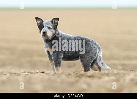 Australian Cattle Dog chien chiot (bleu) profil permanent Banque D'Images