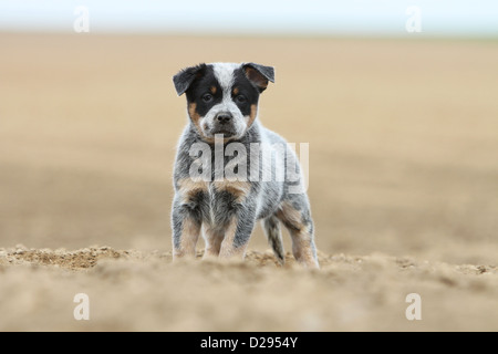 Australian Cattle Dog chien chiot (bleu) debout dans un champ Banque D'Images