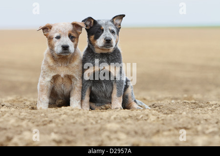 Australian Cattle Dog chien deux chiots (rouge et bleu) assis dans un champ Banque D'Images