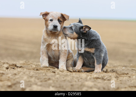 Australian Cattle Dog chien deux chiots (rouge et bleu) assis cuddly Banque D'Images