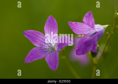 Fleur pourpre campanule (Campanula patula) on meadow Banque D'Images