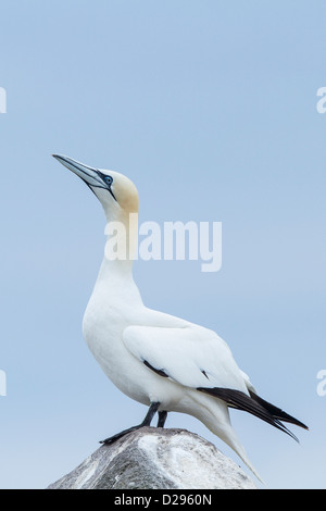 Fou de Bassan (Morus bassanus) perché sur le roc, grand saltee Co Wexford, Irlande Banque D'Images