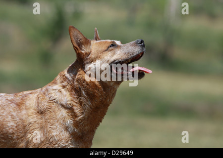 Australian Cattle dog Chien adulte (rouge) profil portrait Banque D'Images