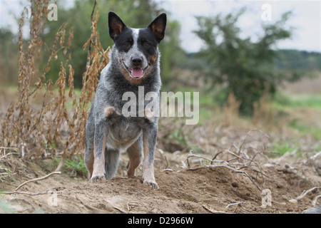 Australian Cattle dog Chien adulte (bleu) debout dans un champ Banque D'Images