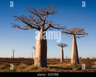 Madagascar, Morondava, de baobabs Banque D'Images