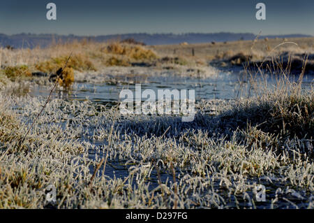 Surrey, UK. Jeudi 17 janvier 2013. Des moutons paissant dans un champ à la sortie de l'A25 à l'Est de Bristol. Avec les températures froides, les moutons paissent sur le terrain s'ils assez frosty semblent être durcie pour la météo Crédit : Alamy live news / MCGImages. Banque D'Images