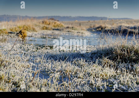 Surrey, UK. Jeudi 17 janvier 2013. Frosty field de l'A25 à l'Est de Bristol. Avec les températures froides, les moutons dans la région sont le pâturage sur la masse s'ils assez frosty semblent être durcie pour la météo Crédit : Alamy live news / MCGImages. Banque D'Images