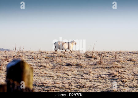 Surrey, UK. Jeudi 17 janvier 2013. Des moutons paissant dans un champ à la sortie de l'A25 à l'Est de Bristol. Avec les températures froides, les moutons paissent sur le terrain s'ils assez frosty semblent être durcie pour la météo Crédit : Alamy live news / MCGImages. Banque D'Images