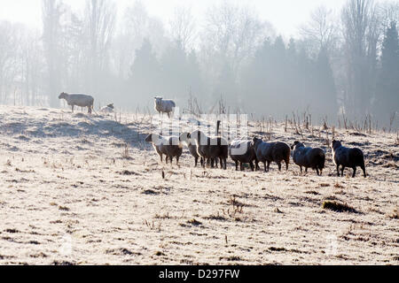 Surrey, UK. Jeudi 17 janvier 2013. Des moutons paissant dans un champ à la sortie de l'A25 à l'Est de Bristol. Avec les températures froides, les moutons paissent sur le terrain s'ils assez frosty semblent être durcie pour la météo Crédit : Alamy live news / MCGImages. Banque D'Images