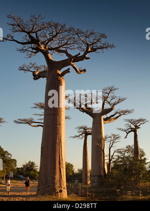 Madagascar, Morondava, l'Avenue des baobabs, des touristes entre les arbres au coucher du soleil Banque D'Images