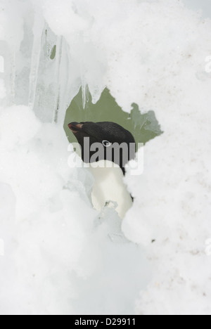 Adelie penguin à la recherche de fissures dans la neige. Banque D'Images