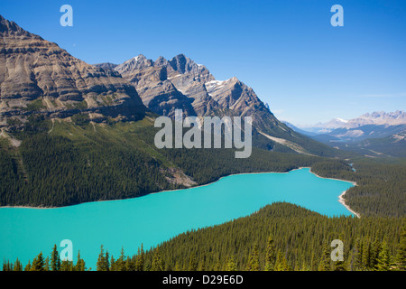 Le lac Peyto le long de la promenade des Glaciers dans le parc national de Banff en Alberta Canada Banque D'Images