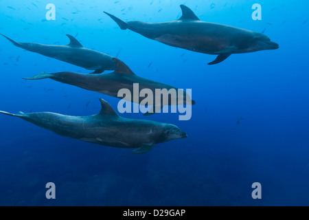 Un groupe de grands dauphins (Tursiops truncatus) Nager dans les eaux de l'archipel de Revillagigedo, Las Cuevitas divesite Banque D'Images