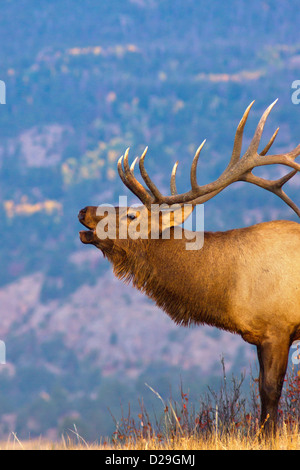 Un Bull Elk bugle's dans la lumière du soleil du matin de Rocky Mountain National Park, Colorado au cours de saison du rut à l'automne Banque D'Images