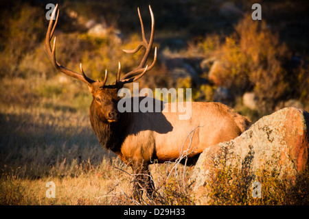 Un mâle s'interrompt pendant veille sur son harem dans la soirée du soleil de Rocky Mountain National Park, Colorado Banque D'Images