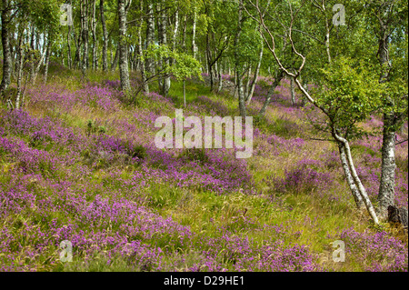 HEATHER [Calluna vulgaris] de plus en plus parmi les bouleaux d'ARGENT EN ECOSSE Banque D'Images